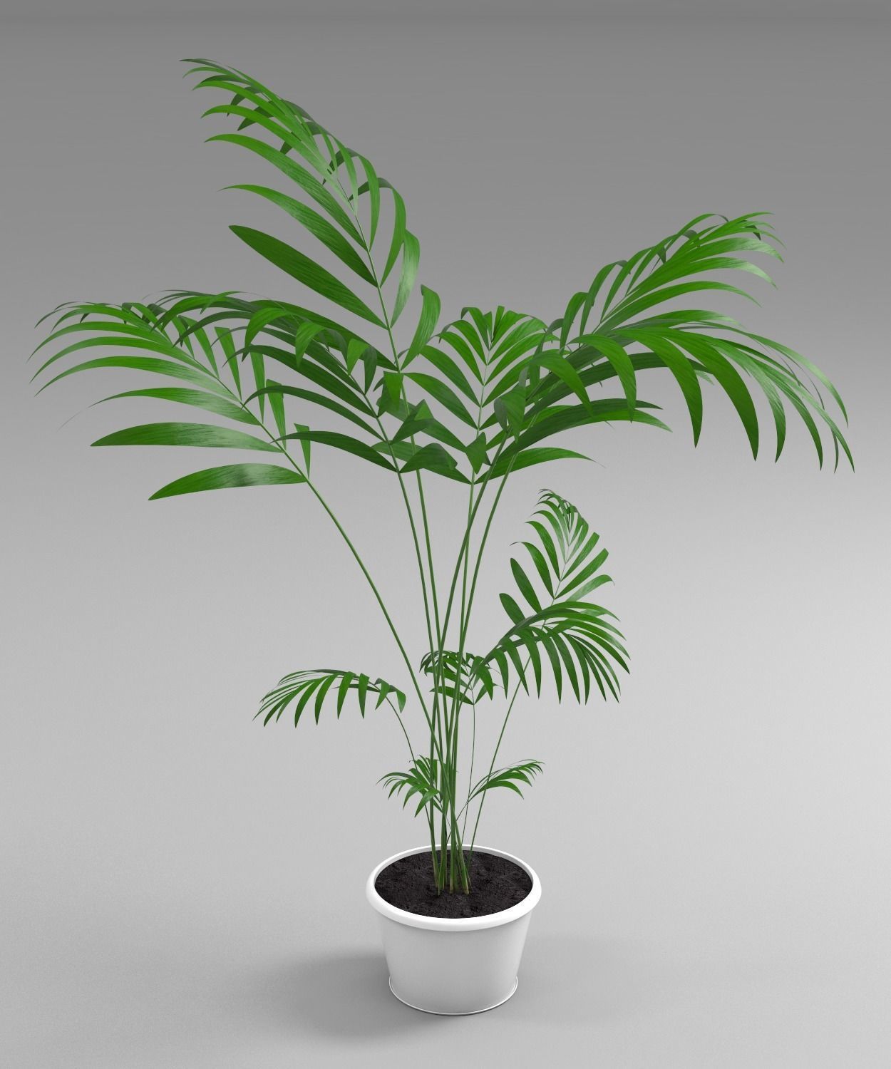 plant palm tree in pot 3D model_6