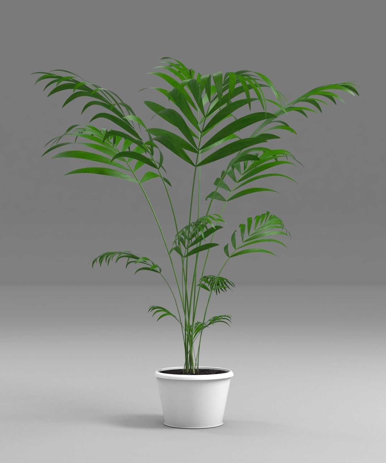 plant palm tree in pot 3D model_2