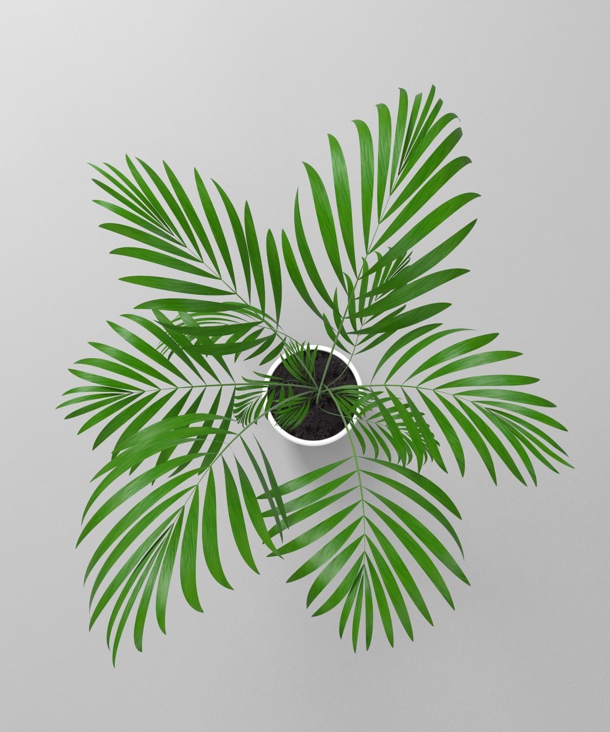 plant palm tree in pot 3D model_7
