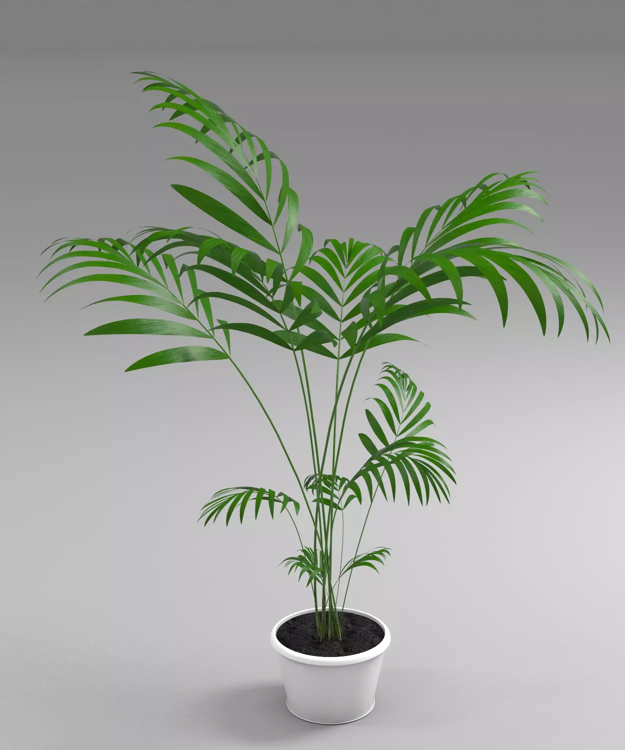 plant palm tree in pot 3D model_0