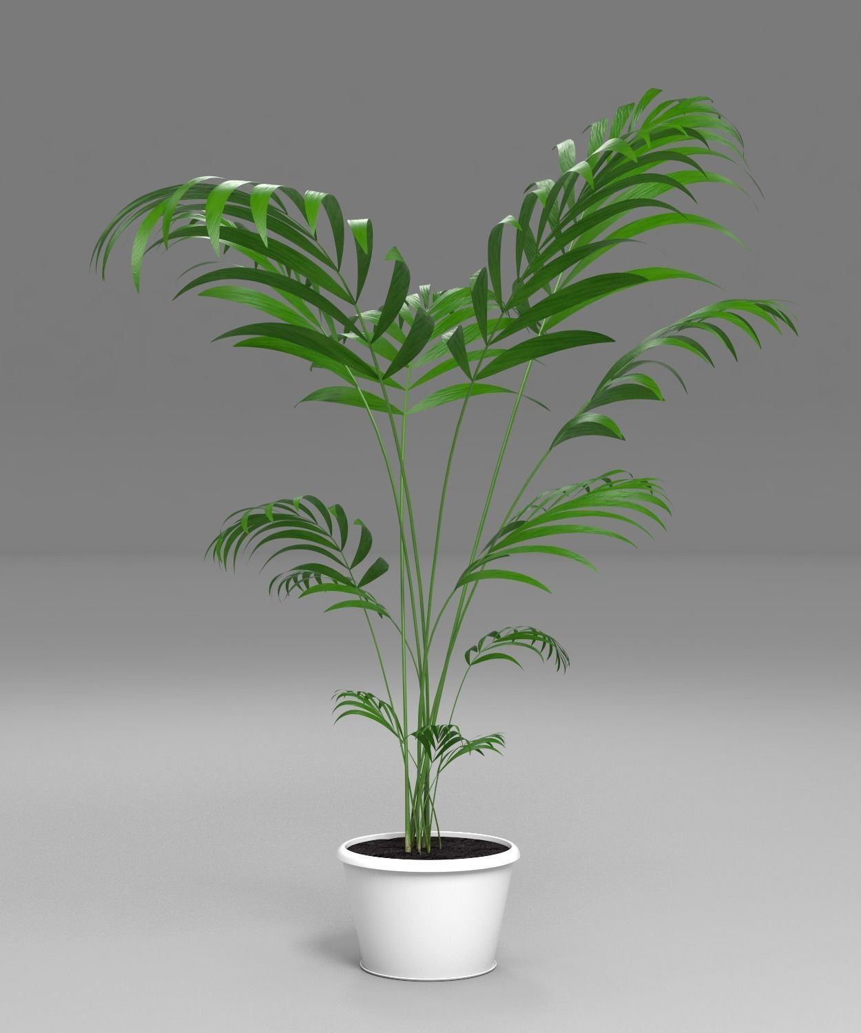 plant palm tree in pot 3D model_3