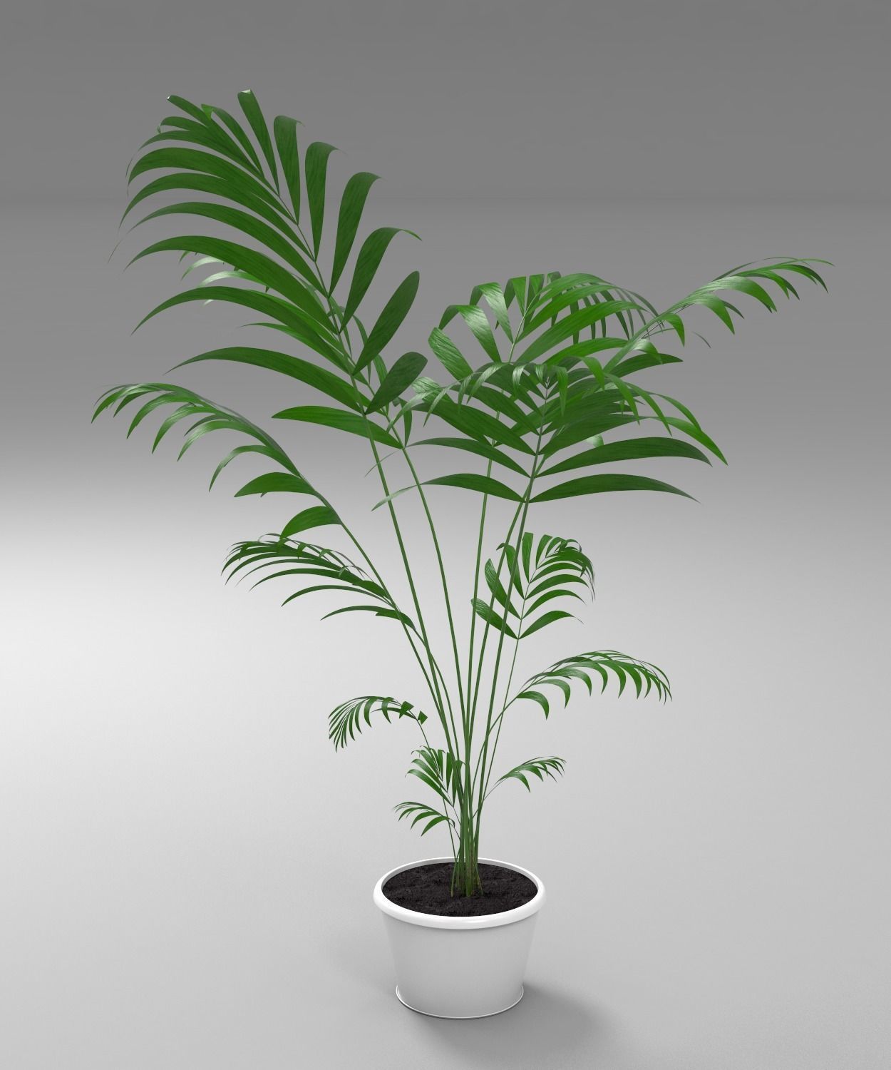 plant palm tree in pot 3D model_5