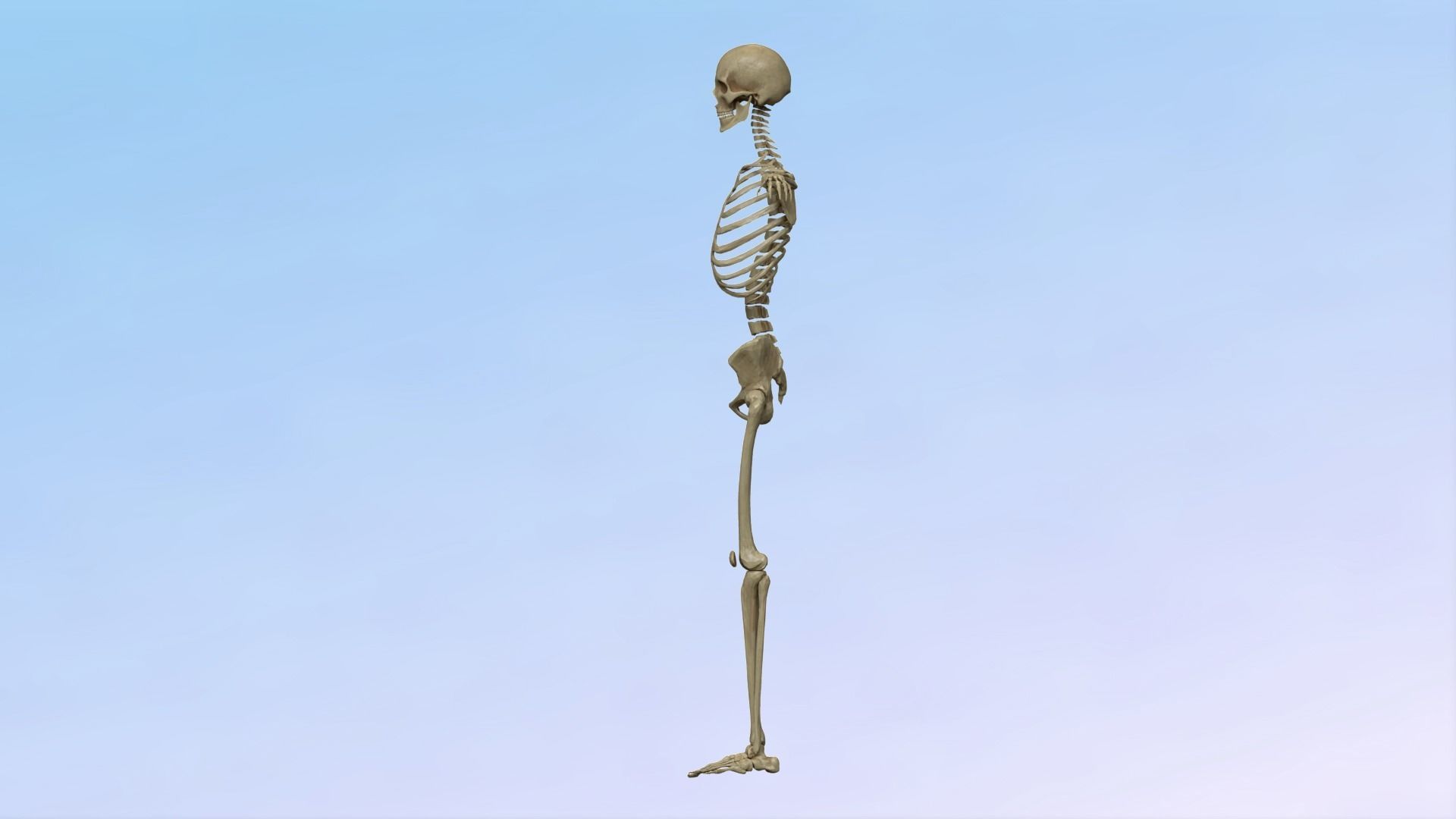 Skeleton Rig Low-poly 3D model_7