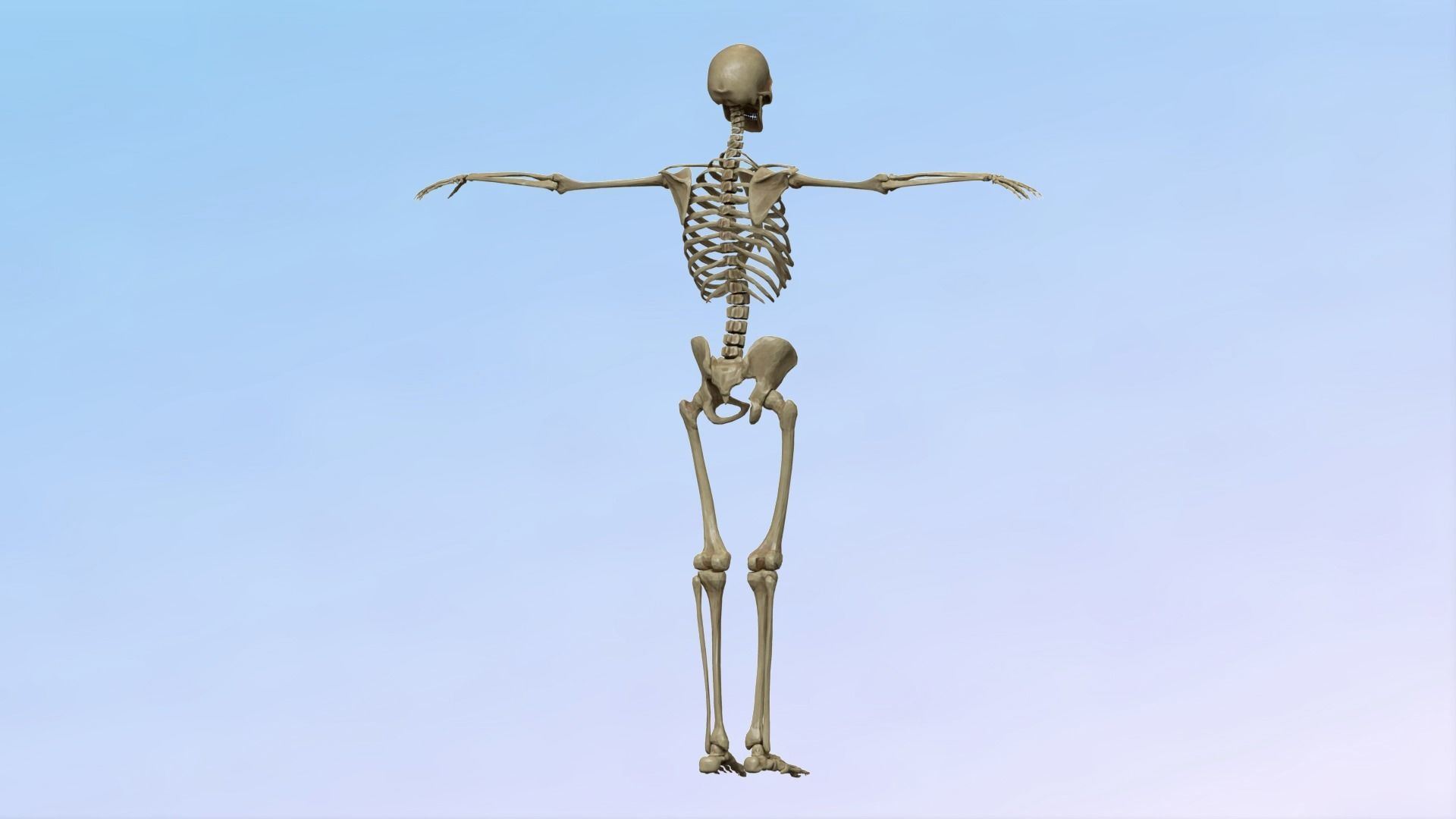 Skeleton Rig Low-poly 3D model_11