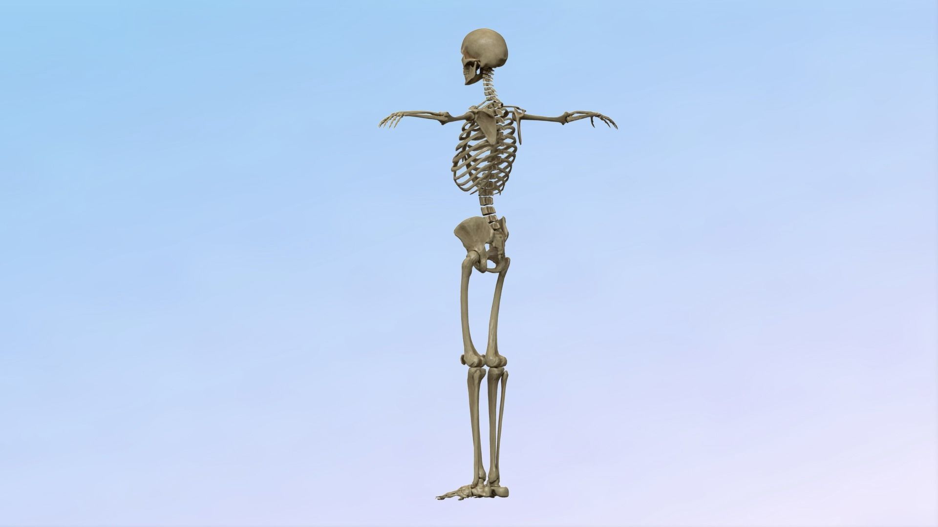 Skeleton Rig Low-poly 3D model_8