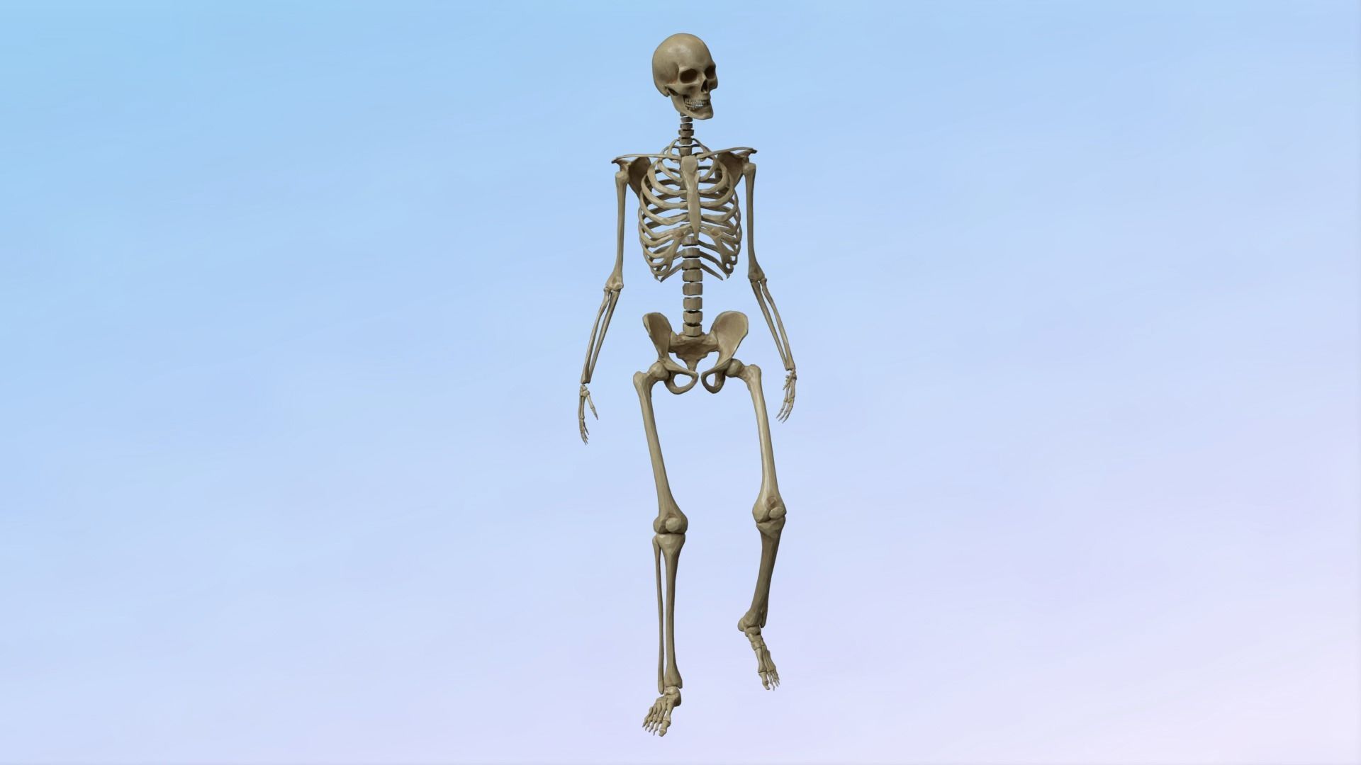 Skeleton Rig Low-poly 3D model_3