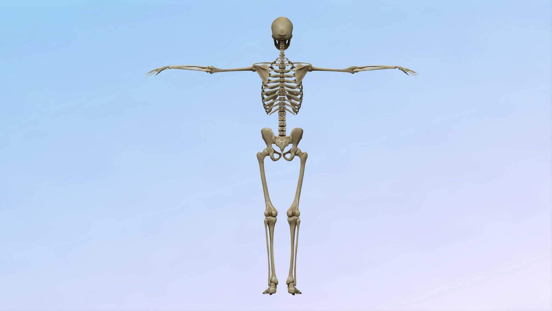Skeleton Rig Low-poly 3D model_10