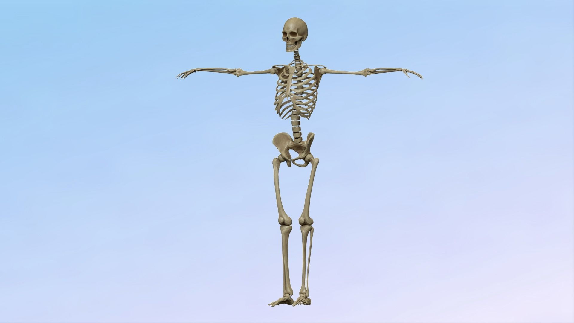 Skeleton Rig Low-poly 3D model_5