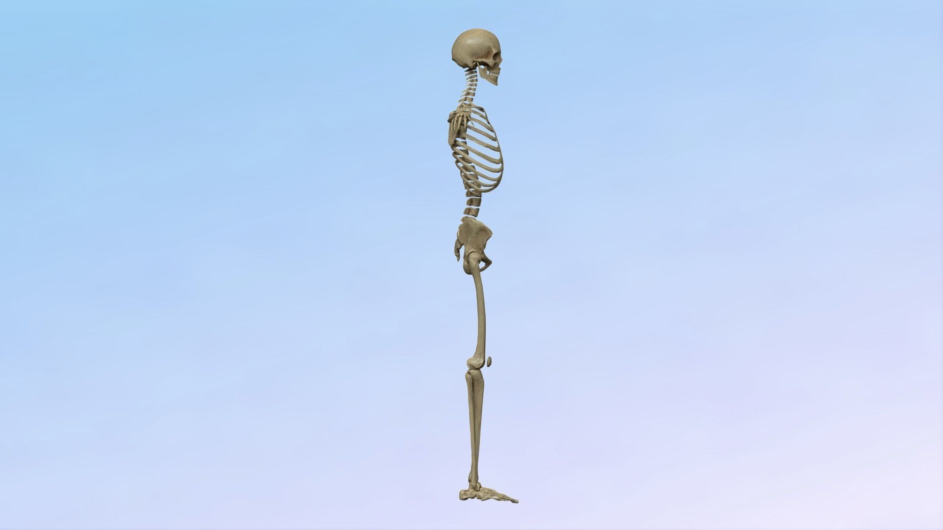 Skeleton Rig Low-poly 3D model_13