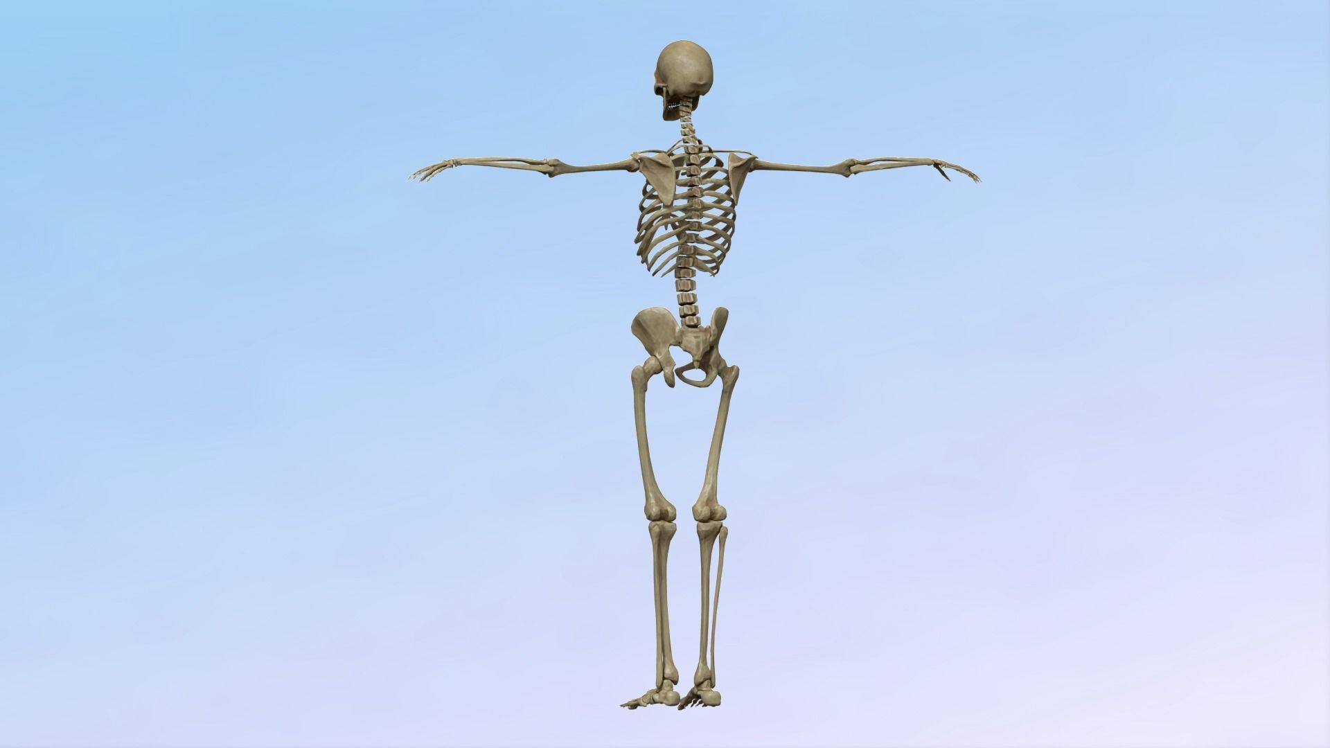 Skeleton Rig Low-poly 3D model_9