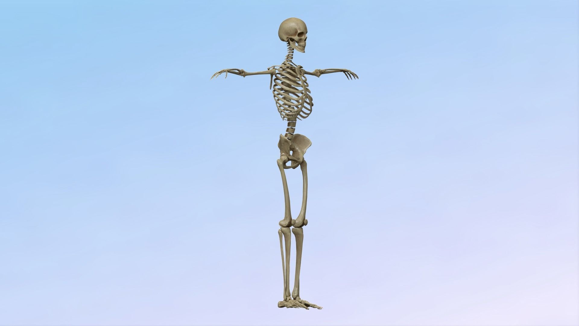 Skeleton Rig Low-poly 3D model_14