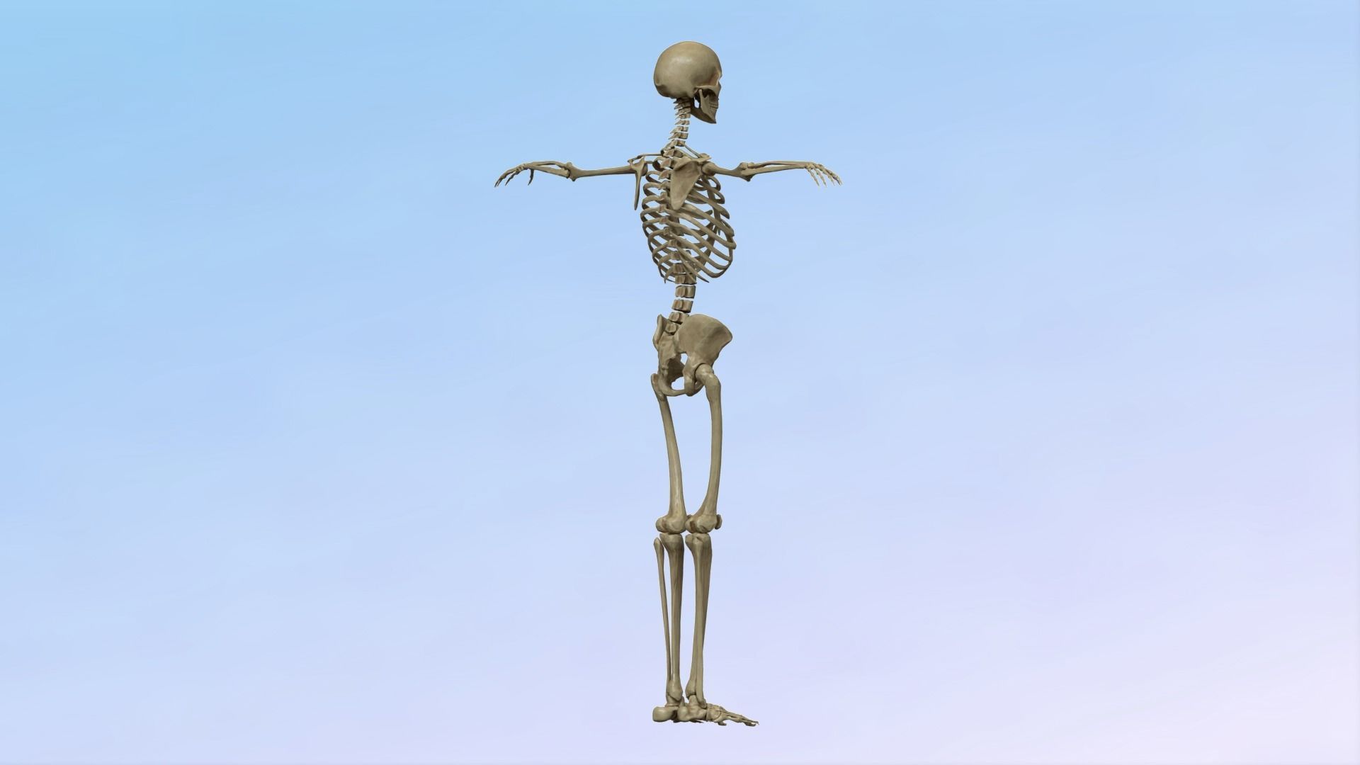 Skeleton Rig Low-poly 3D model_12