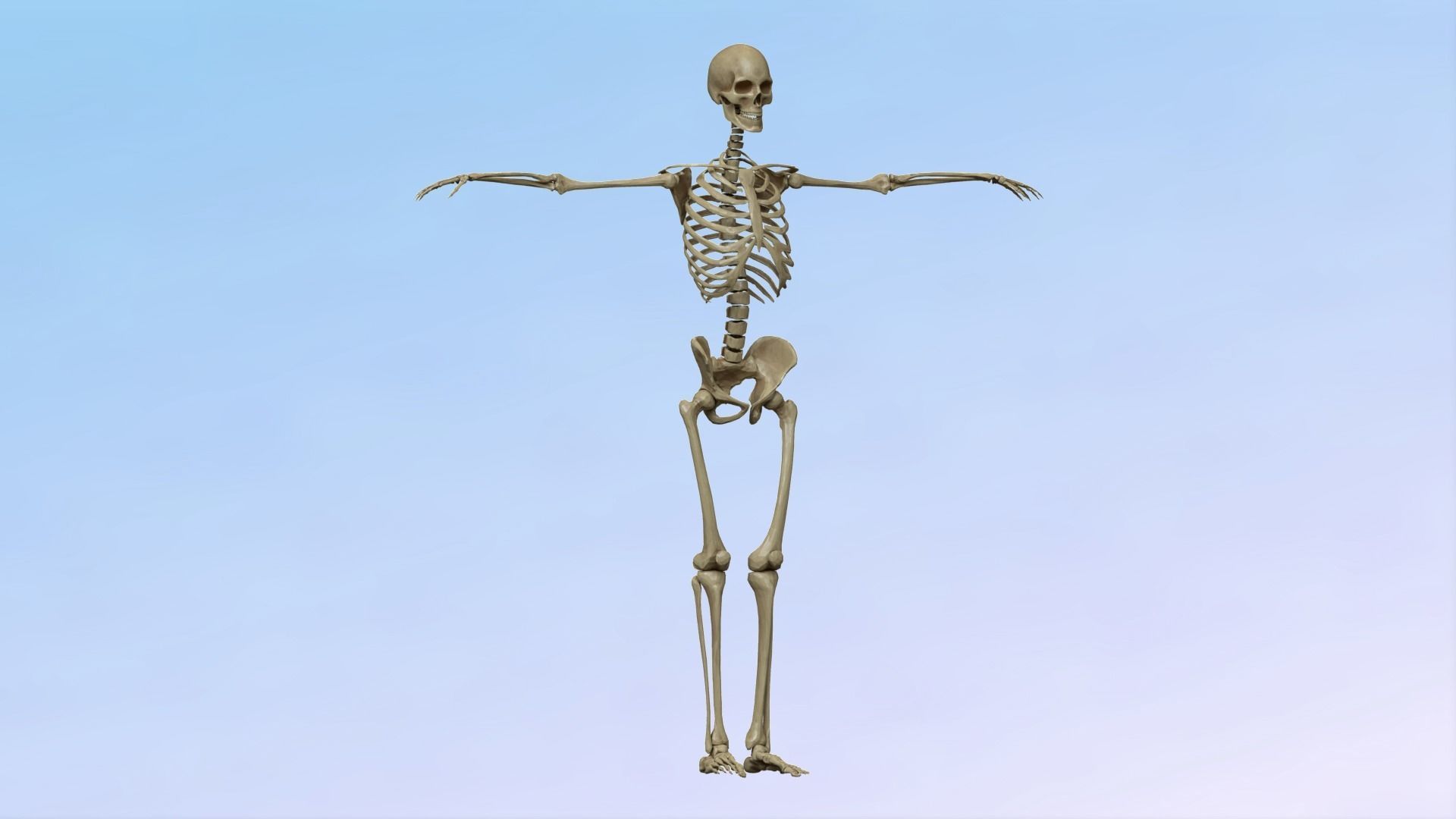Skeleton Rig Low-poly 3D model_15