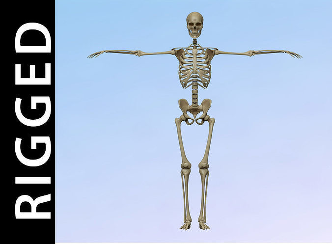 Skeleton Rig Low-poly 3D model