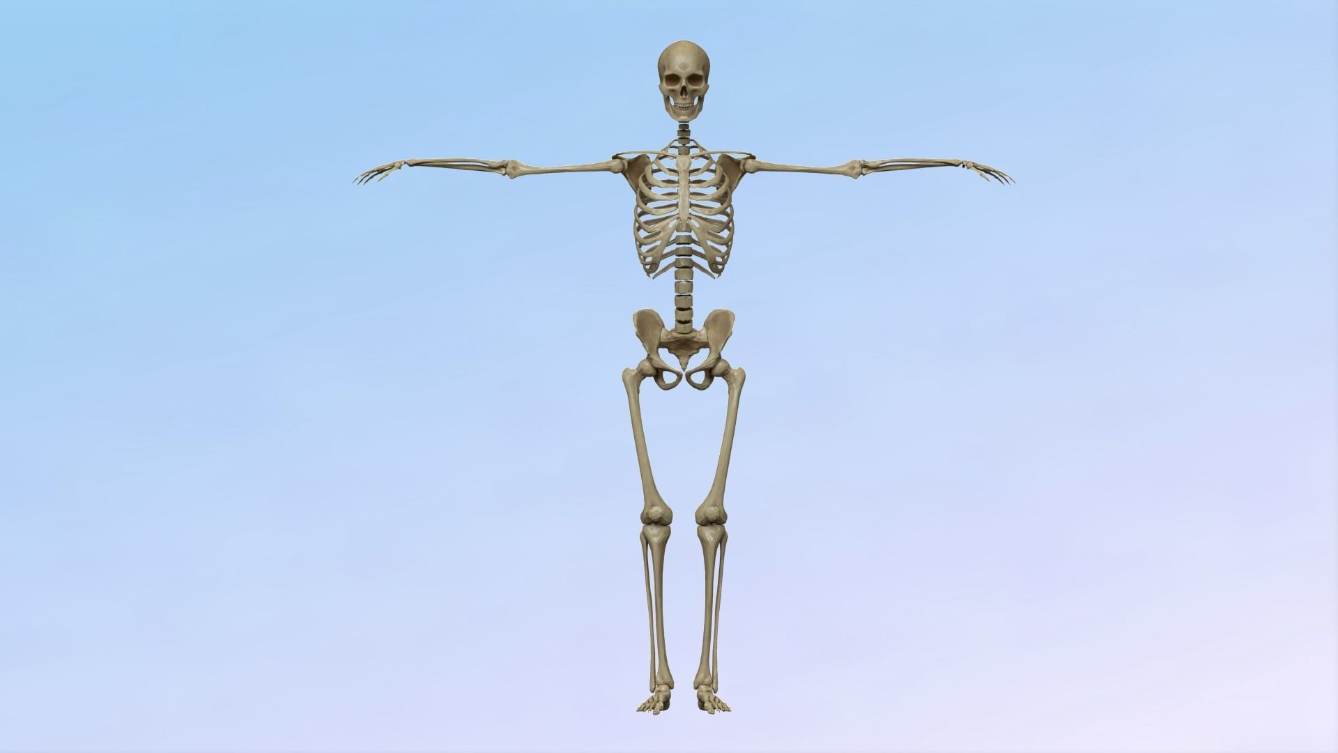 Skeleton Rig Low-poly 3D model_4