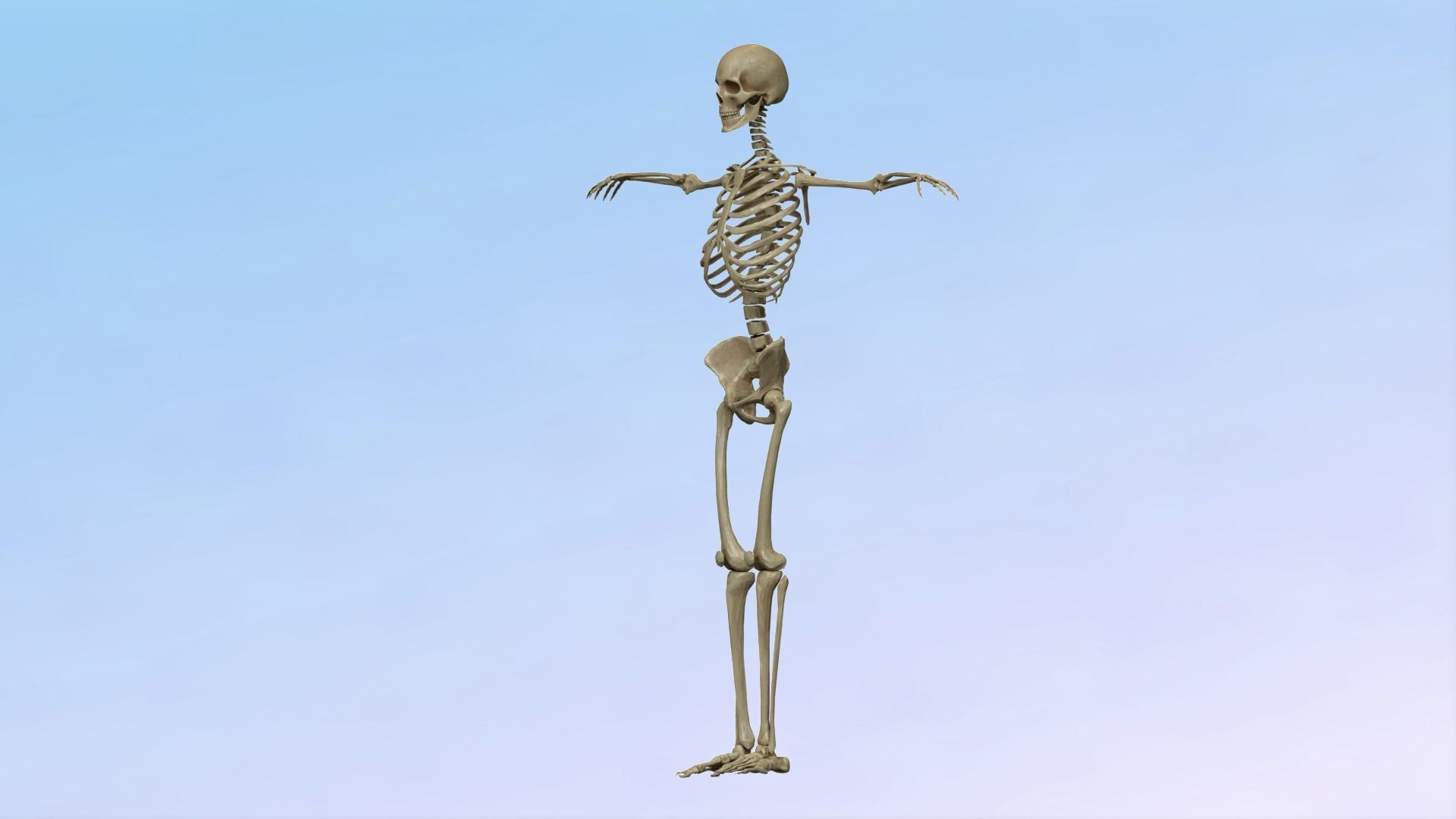 Skeleton Rig Low-poly 3D model_6