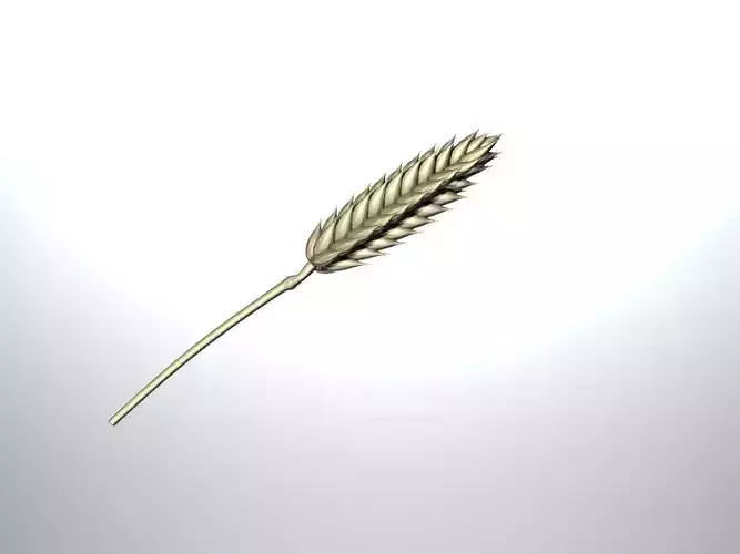 Wheat head with straw Free 3D model