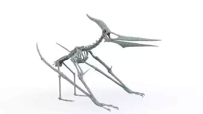 Pteranodon Skeleton