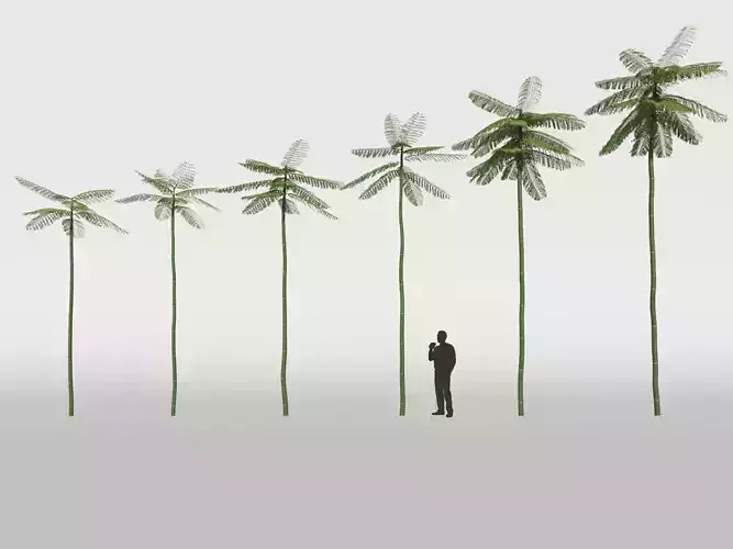 Schizolobium Parahyba  Brazilian Fire Tree