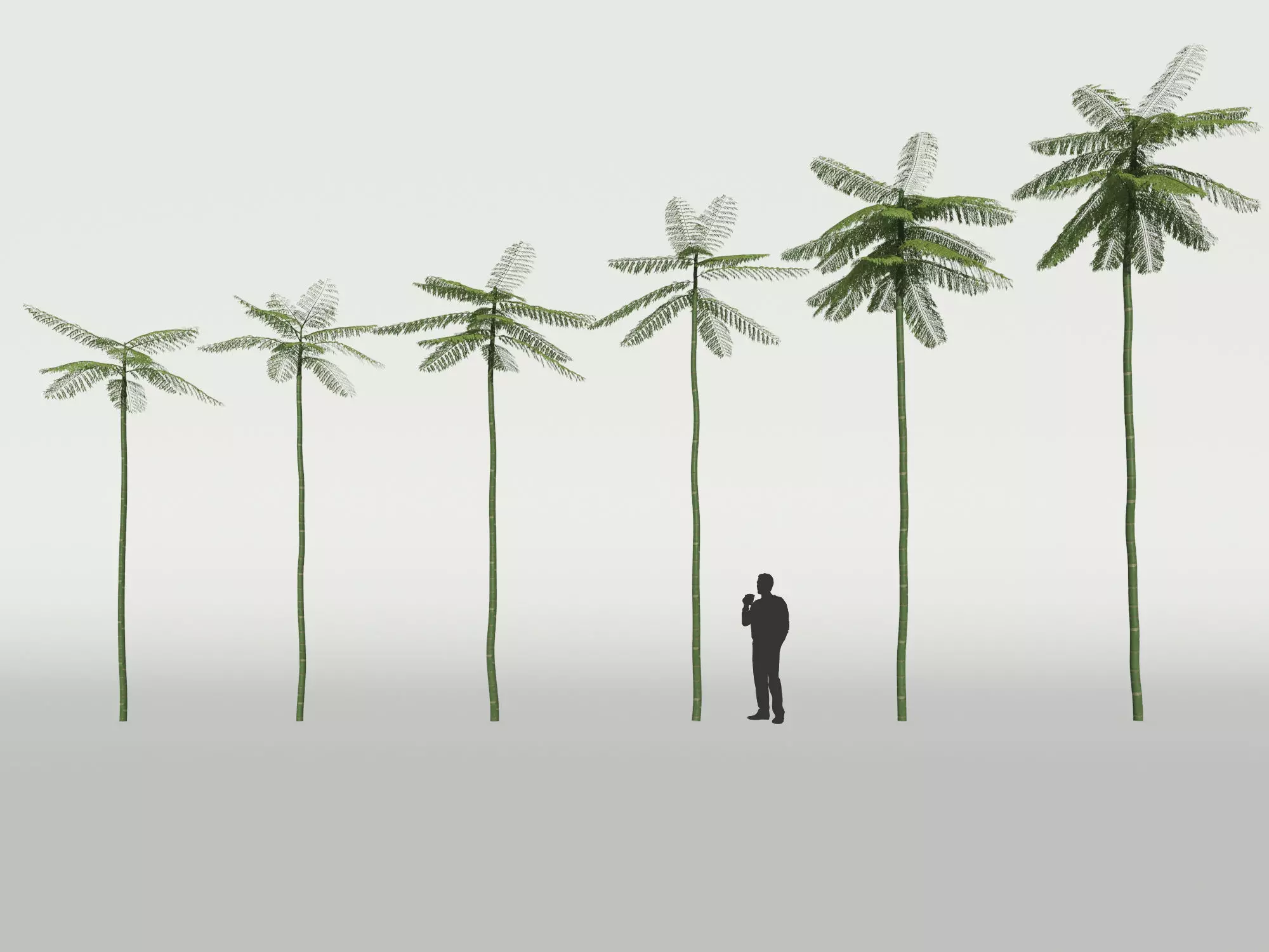 Schizolobium Parahyba  Brazilian Fire Tree 3D model_0