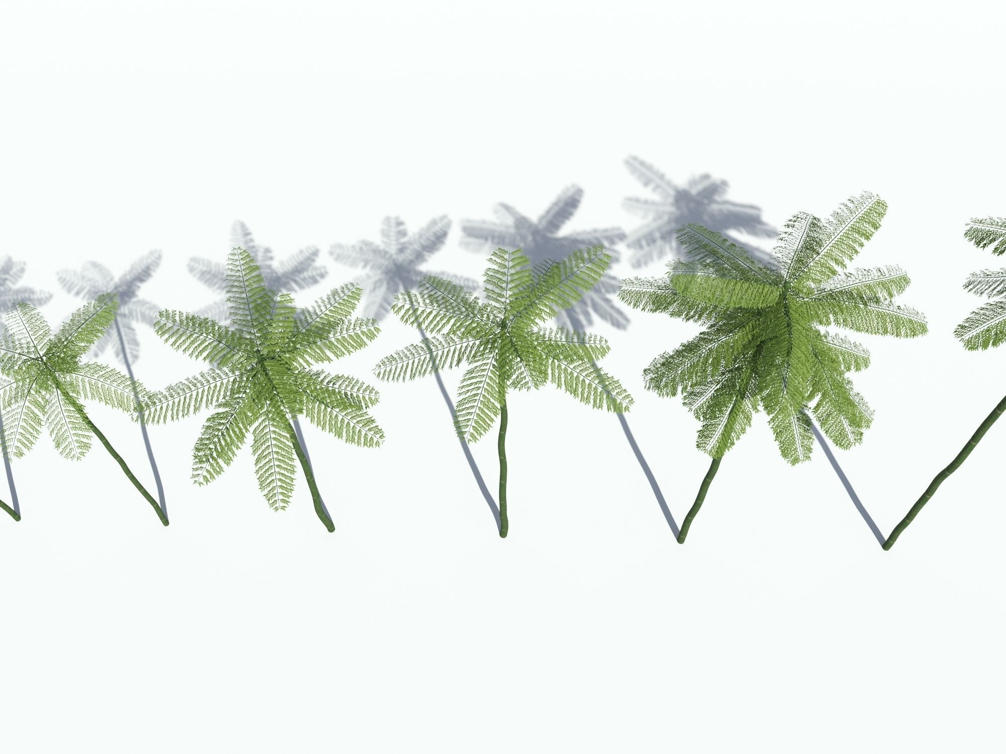 Schizolobium Parahyba  Brazilian Fire Tree 3D model_4