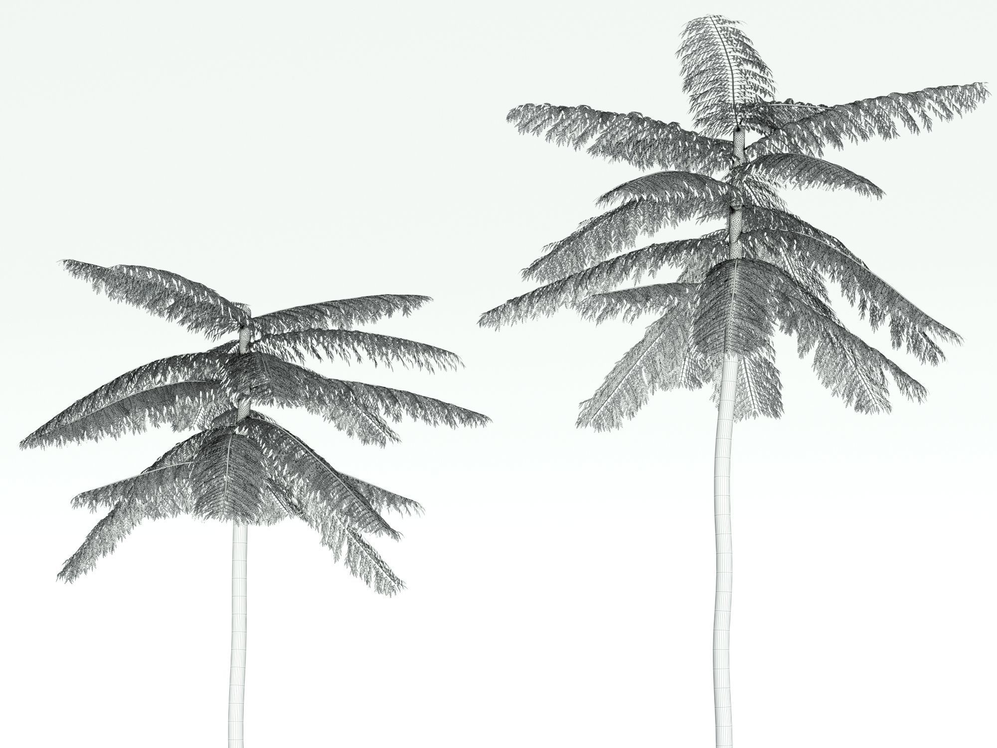 Schizolobium Parahyba  Brazilian Fire Tree 3D model_5