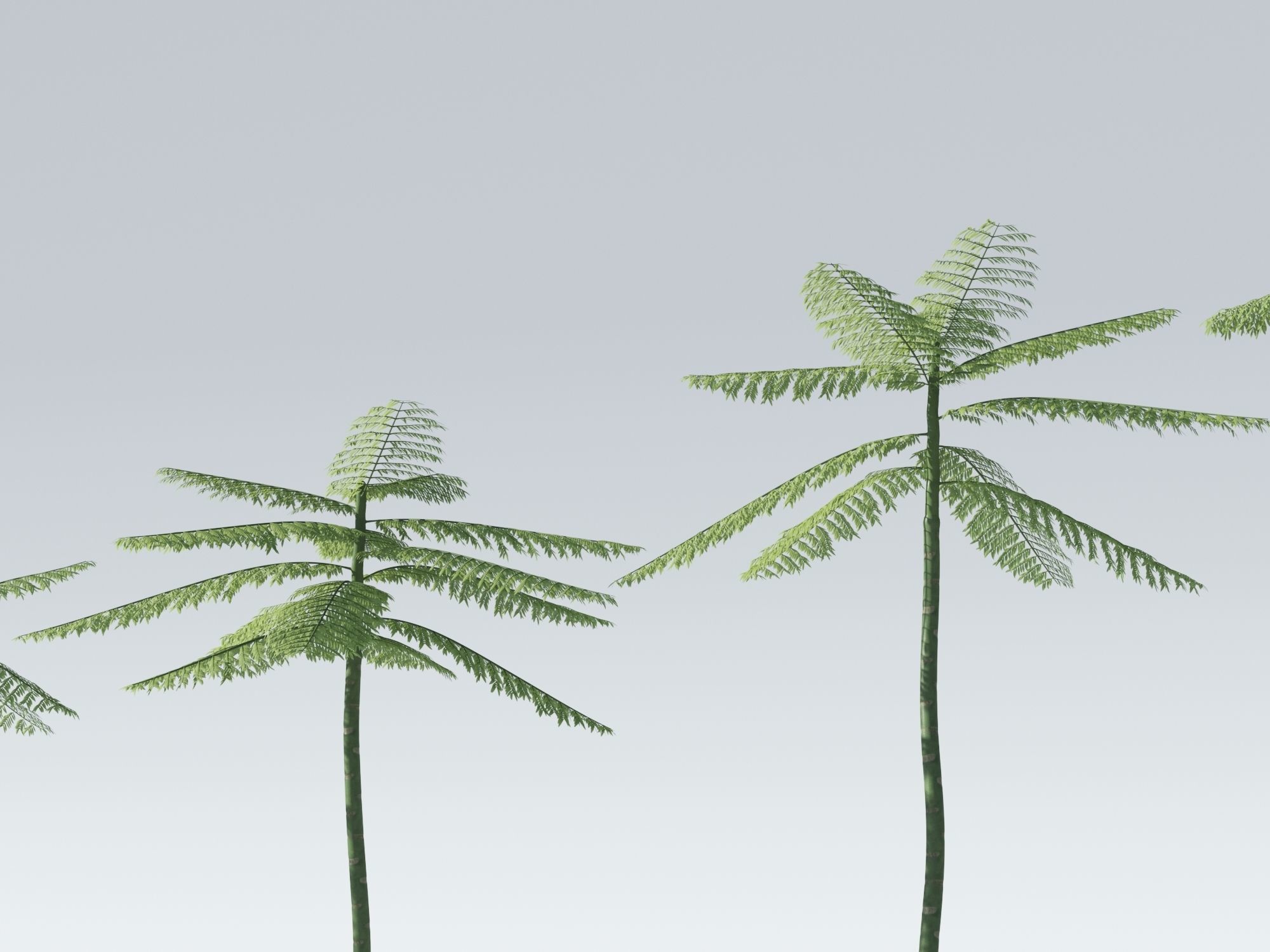 Schizolobium Parahyba  Brazilian Fire Tree 3D model_3