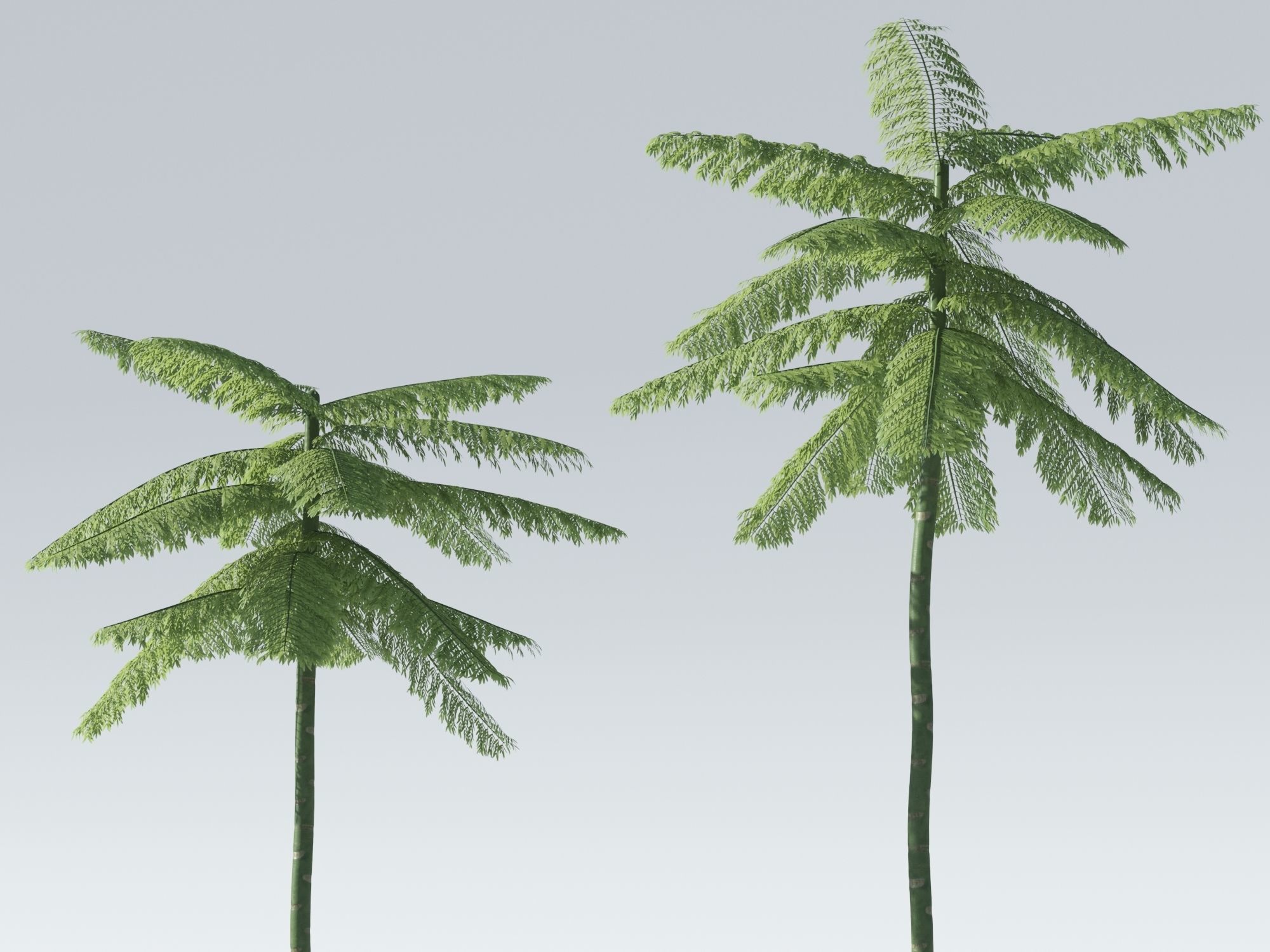 Schizolobium Parahyba  Brazilian Fire Tree 3D model_2