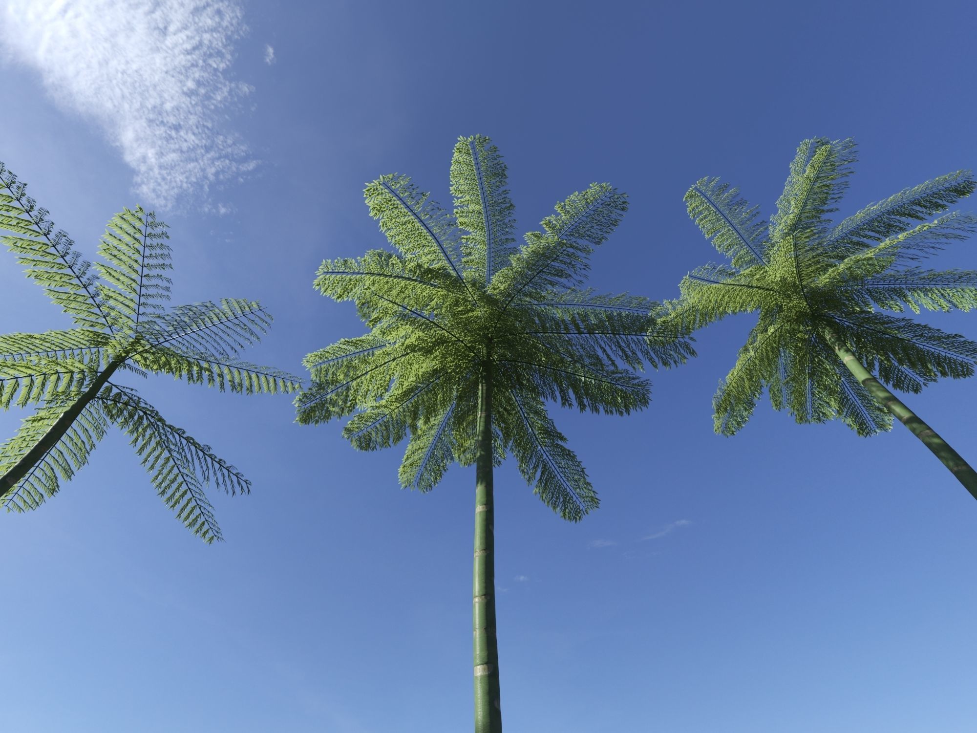 Schizolobium Parahyba  Brazilian Fire Tree 3D model_1