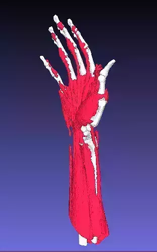 Anatomical model of Hand bones and Muscles 3D print model