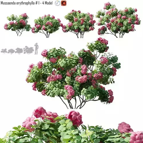 Mussaenda - 4 models
