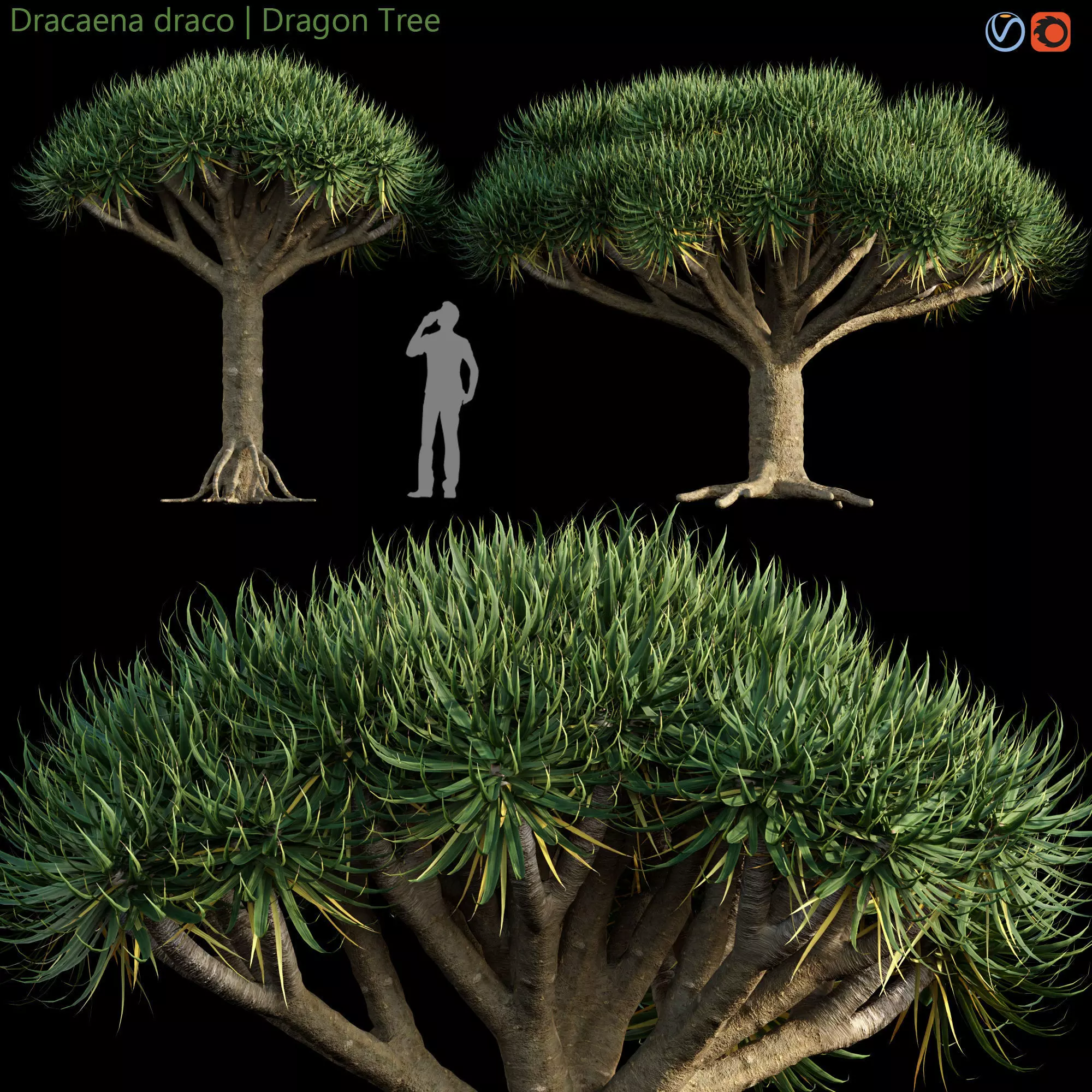 Dracaena draco - Dragon tree  3D model_0