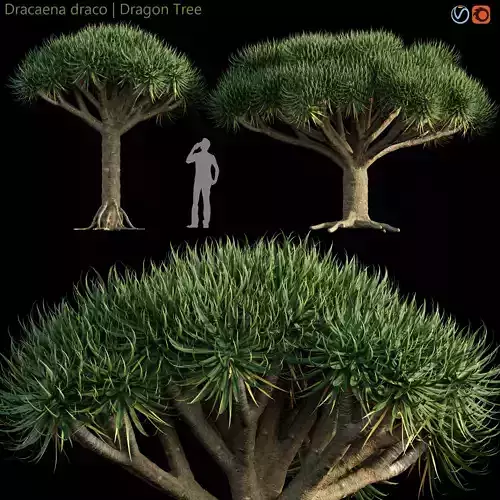 Dracaena draco - Dragon tree 