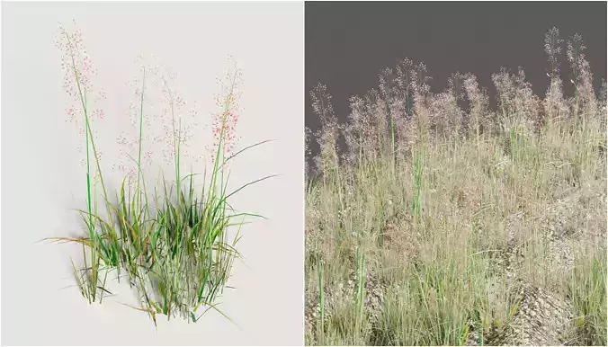 Bent grass 3d model  Agrostis Capillaris 3D model