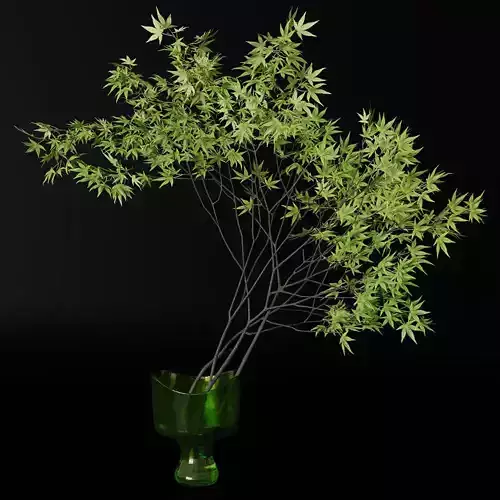 Decorative branch japanese maple