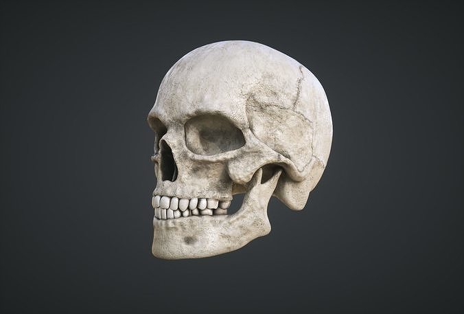 Human Skull Low-poly 3D model