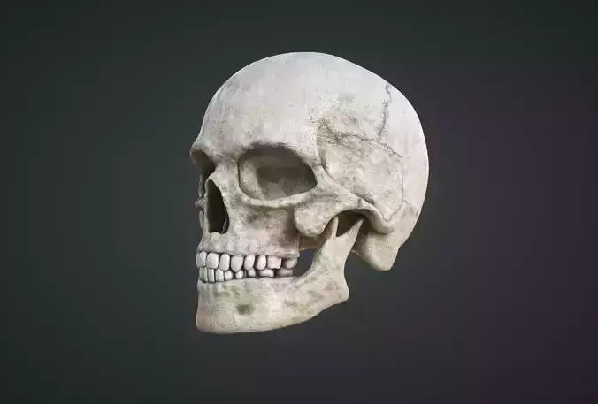 Human Skull Low-poly 3D model