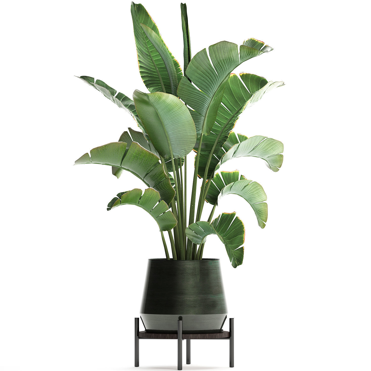 Exotic plants banana tree 446 3D model_1