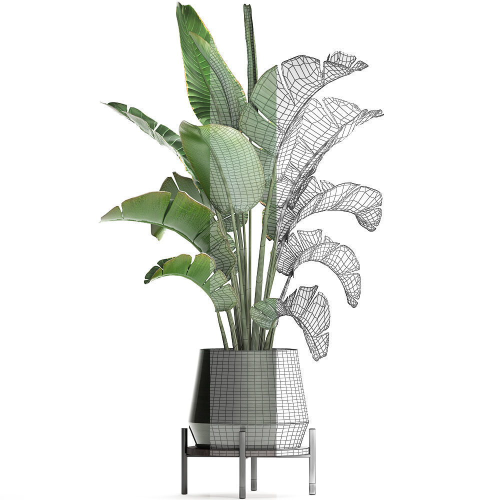 Exotic plants banana tree 446 3D model_6