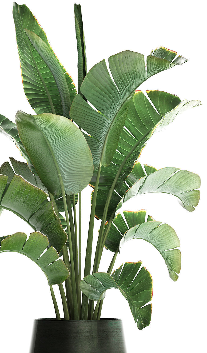 Exotic plants banana tree 446 3D model_4