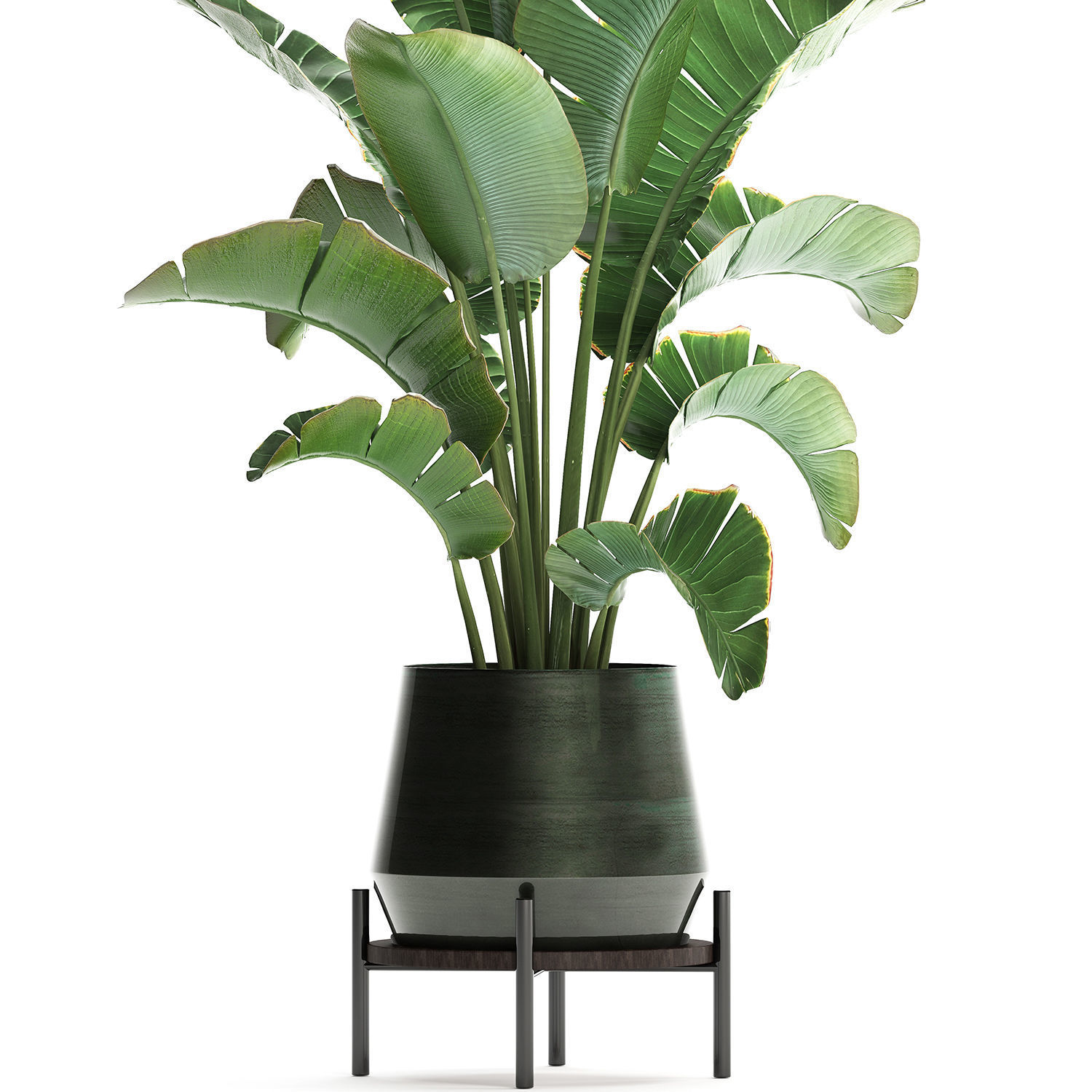 Exotic plants banana tree 446 3D model_3