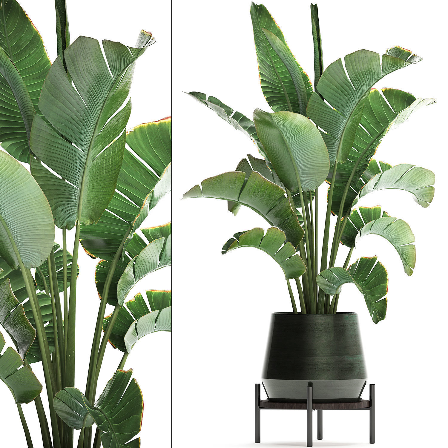 Exotic plants banana tree 446 3D model_8