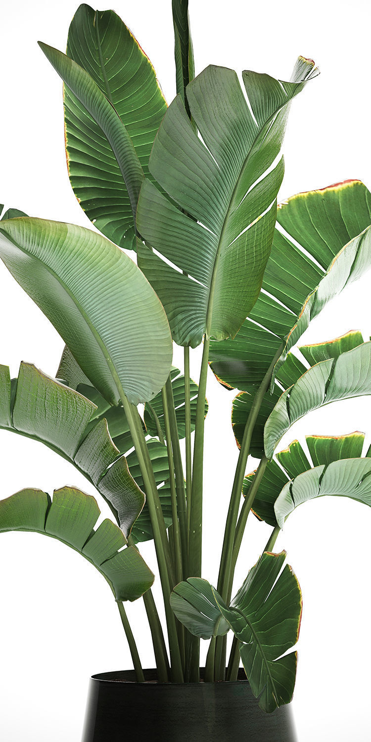 Exotic plants banana tree 446 3D model_5