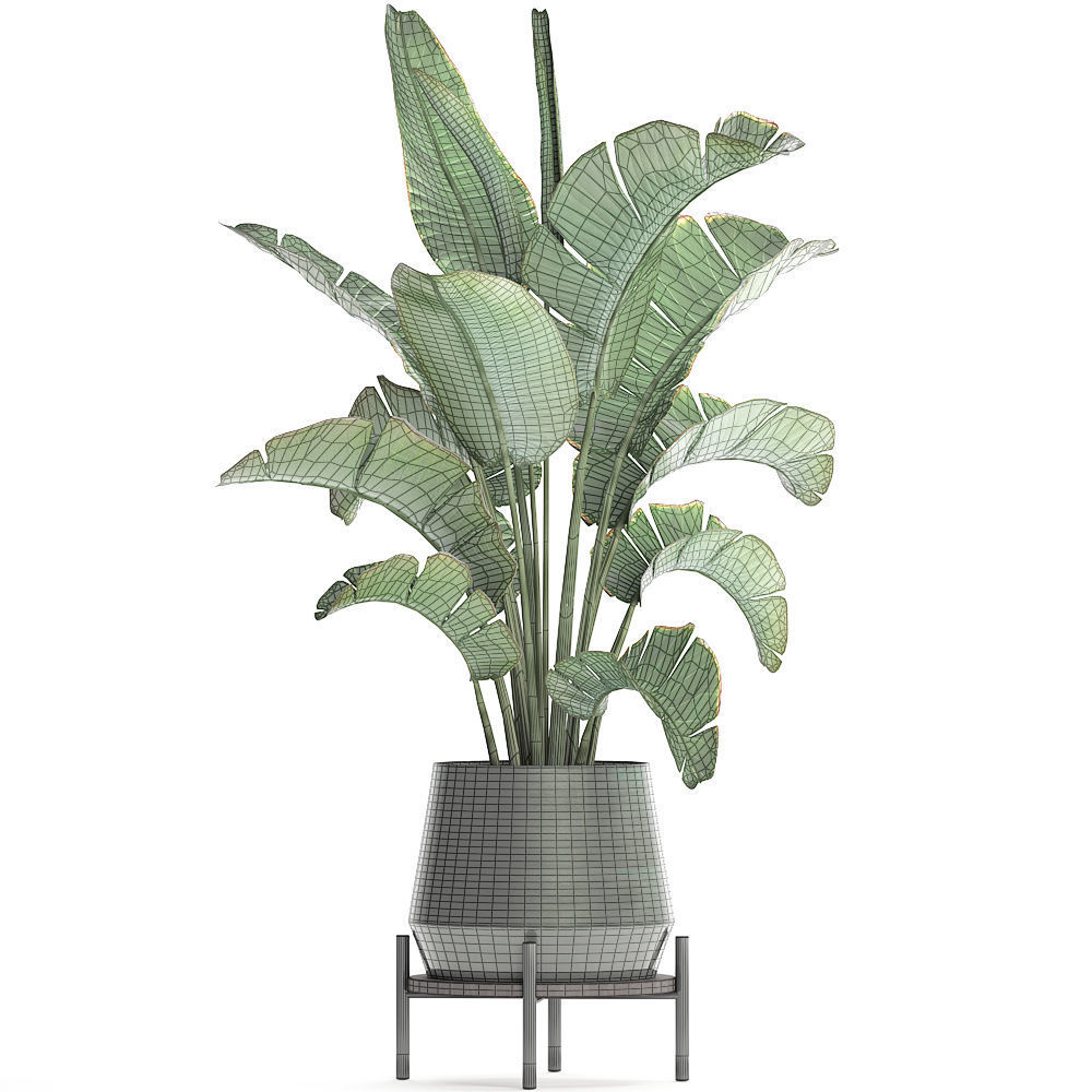 Exotic plants banana tree 446 3D model_7