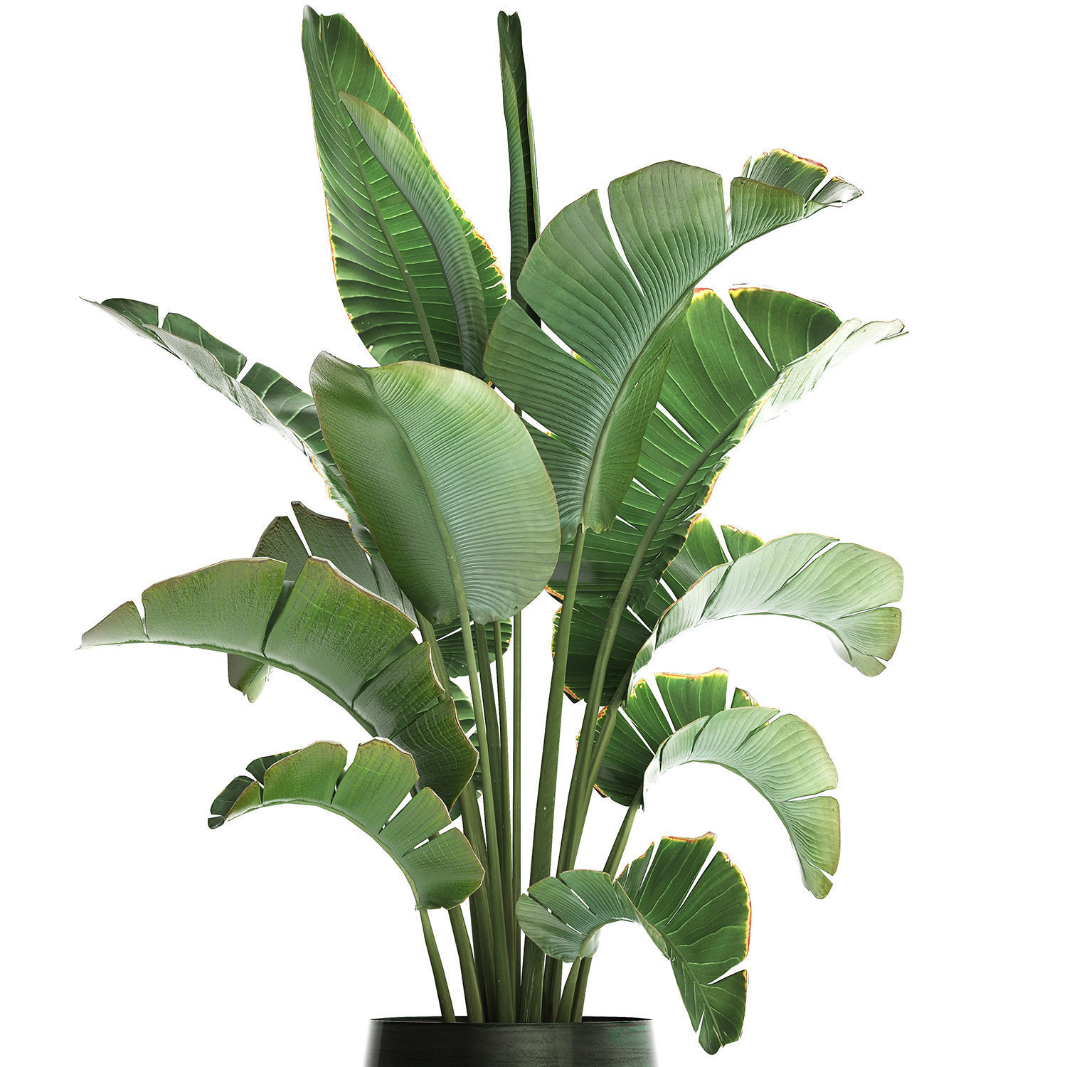 Exotic plants banana tree 446 3D model_2