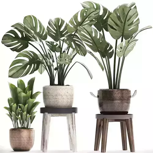 Collection Exotic plants Monstera 447