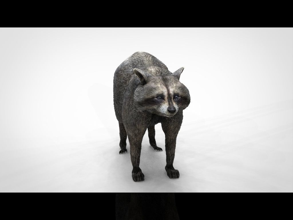 RACCOON Low-poly 3D model_12