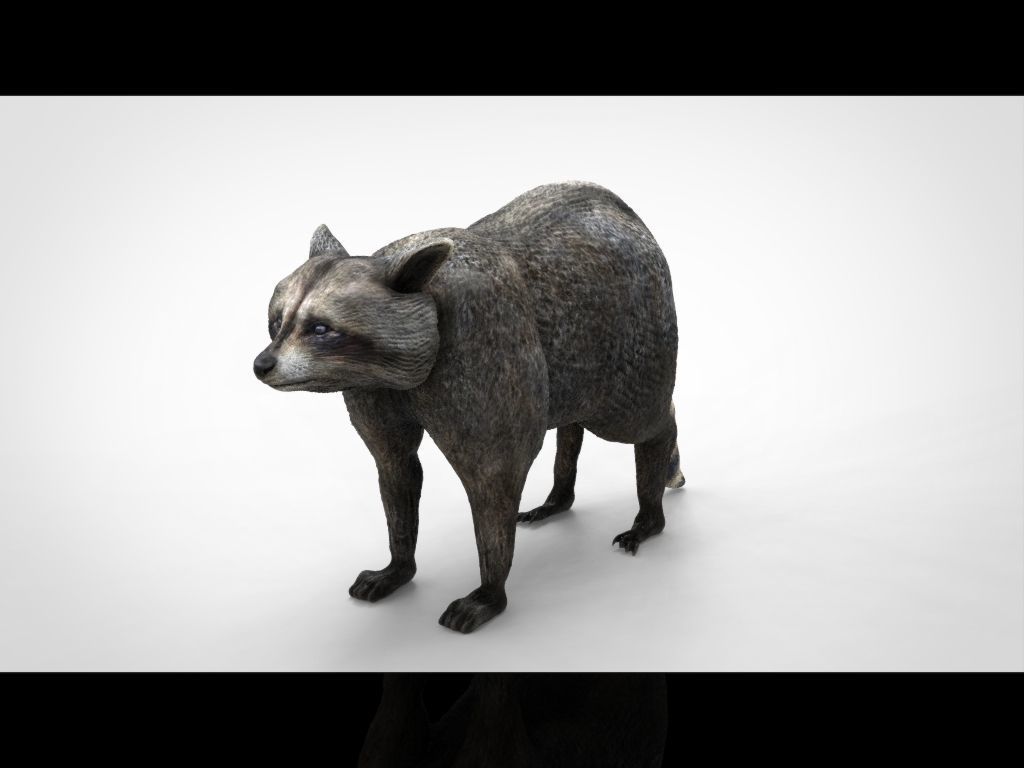 RACCOON Low-poly 3D model_18