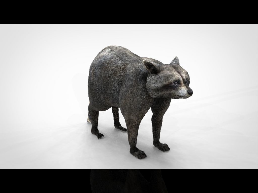 RACCOON Low-poly 3D model_15