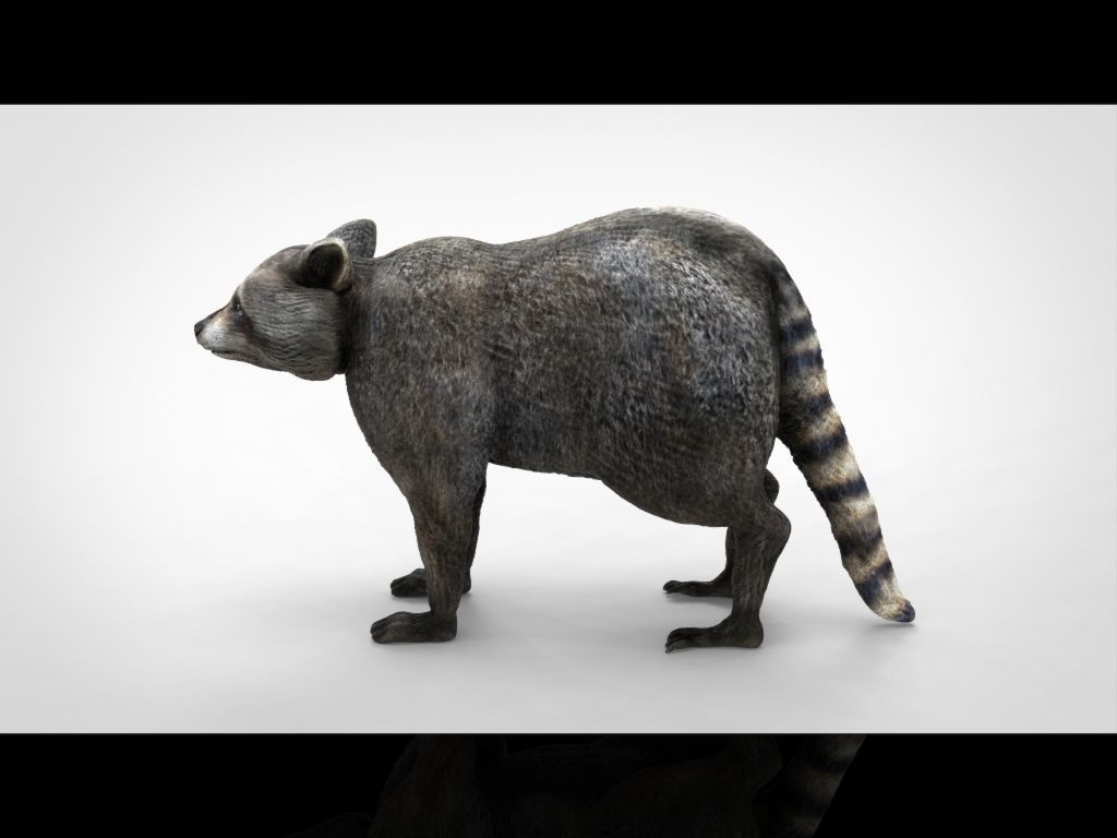 RACCOON Low-poly 3D model_14